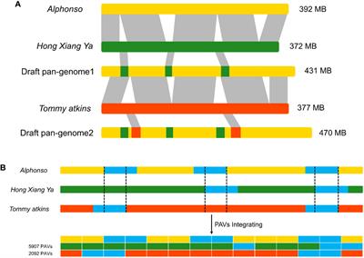 Comparative genomics profiling revealed multi-stress responsive roles of the CC-NBS-LRR genes in three mango cultivars